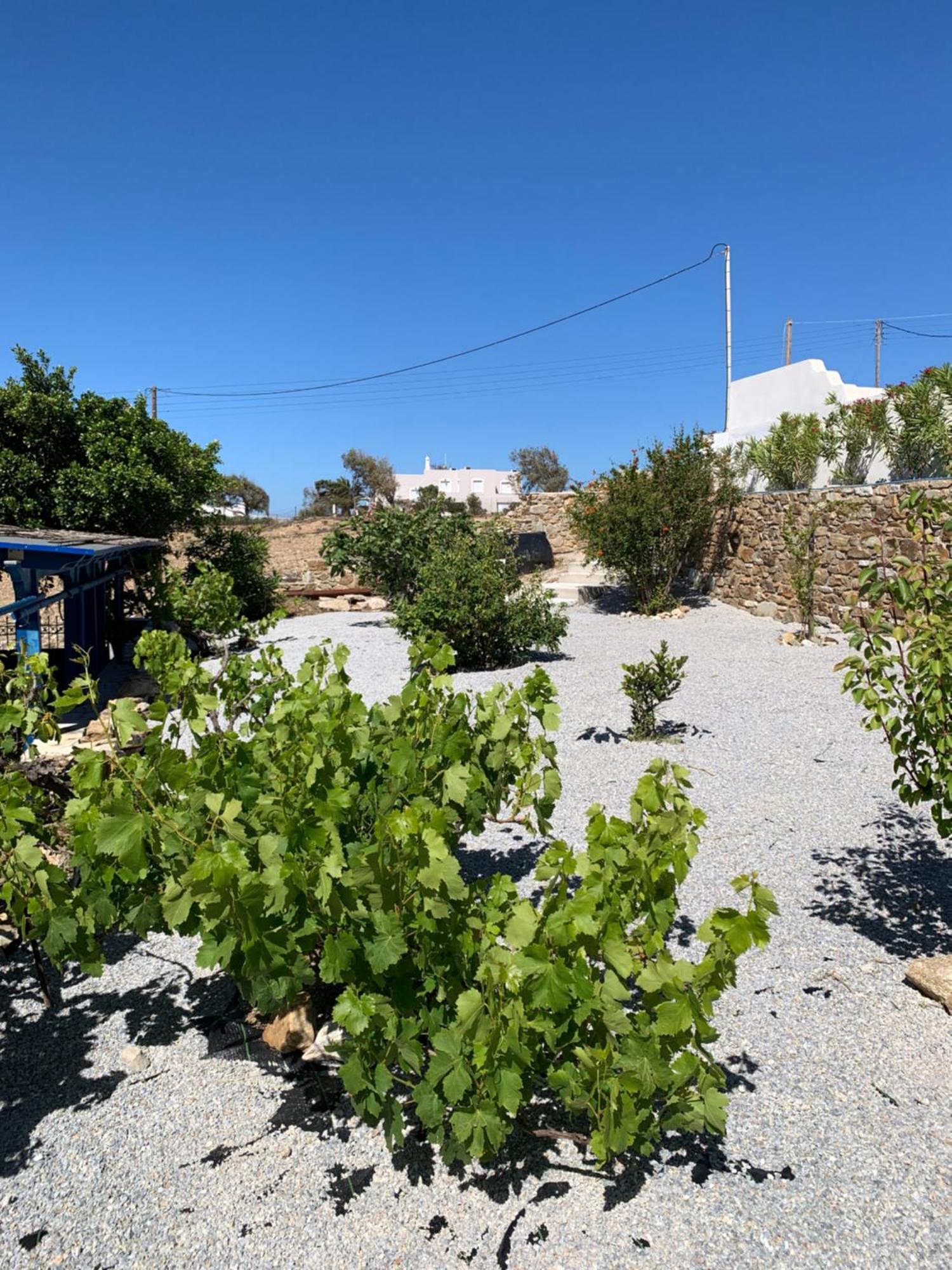 Villa Of Roses In Naxos - Private Villa With Pool Naxos City Buitenkant foto