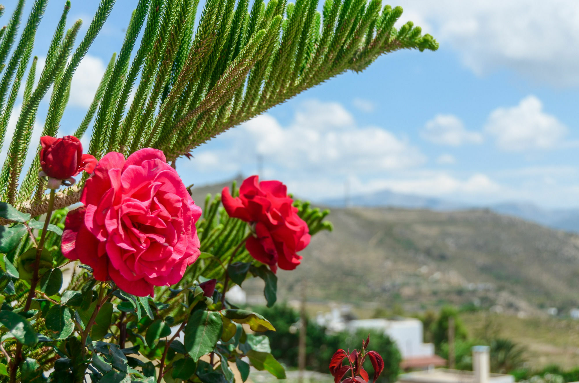 Villa Of Roses In Naxos - Private Villa With Pool Naxos City Buitenkant foto